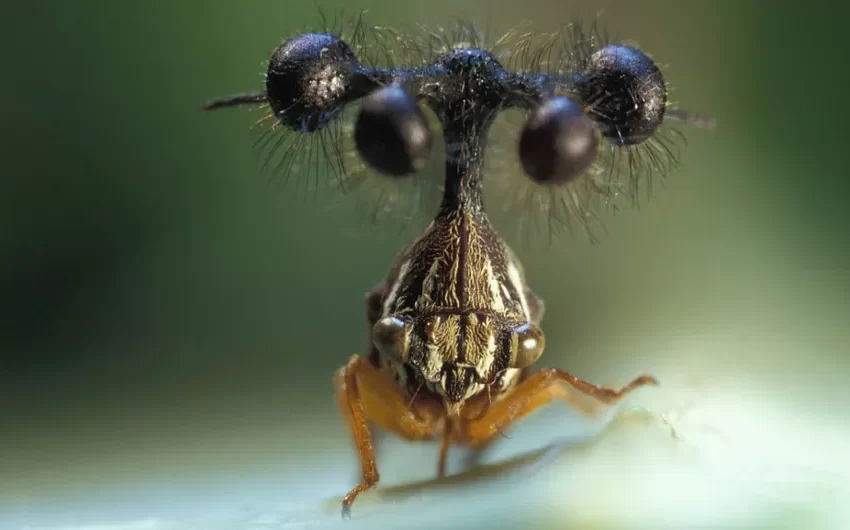  BRAZILIAN TREEHOPPER (BOCYDIUM GLOBULARE): UN ENIGMA DE LA NATURALEZA 